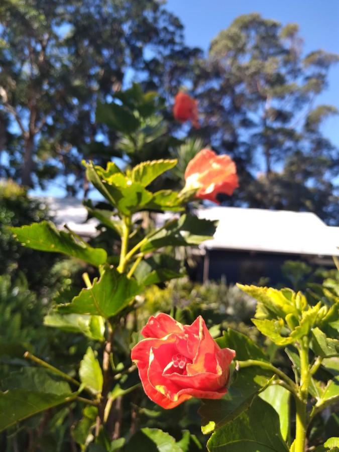 Sky Island Studios Mount Tamborine Exterior foto